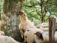 Стадо пушистых овец с окрашенными пятнами на шерсти, стоящих возле зеленых деревьев в сельской местности в солнечный день — стоковое фото