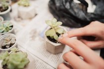 From above of crop faceless gardener sowing small gentle assorted succulent plants placed on table covered with newspaper at home — Stock Photo