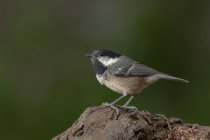 Side view closeup of adorable Coal tit bird sitting on broken tree trunk on sunny day in green forest — Stockfoto