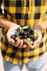 Crop anonymous man handful of fresh collected black and green olives standing in countryside during harvesting season on summer day — Stock Photo
