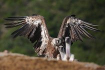 Flock of predatory griffon vultures sitting on rough ground in natural environment in Pyrenees — Stock Photo