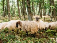 Rebanho de ovelhas fofas com manchas tingidas em lã em pé perto de árvores verdes no campo no dia ensolarado — Fotografia de Stock