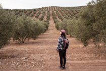 Rückenansicht Ganzkörper von nicht wiederzuerkennenden Touristin mit Rucksack steht auf sandigem Boden und beobachtet sattgrüne Olivenbäume im Hain — Stockfoto