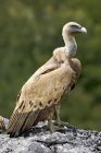 Wild single bird of prey Eurasian griffon with brown feathers in sunlight in nature rocky landscape in highland — Stock Photo