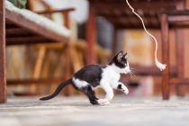 Liebenswert kitty spielen auf terrasse — Stockfoto