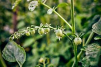 Pequeños tomates cherry inmaduros que crecen en ramita de planta en finca agrícola en zona rural - foto de stock