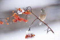 Cute Rock Bunting sitting on fragile twig of red berry tree fell on snowy ground on sunny winter day — стоковое фото