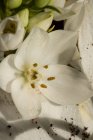 Vista superior do botão exuberante florescente de lírios brancos eustoma à luz do dia — Fotografia de Stock