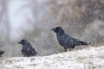 Attentive carrion crows with black plumage and beak looking away while standing on snowy ground on winter day — Stock Photo