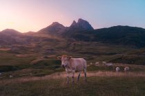 Стадо коров, пасущихся на зеленом травянистом лугу возле грубого горного хребта против безоблачного неба на природе в летний день — стоковое фото