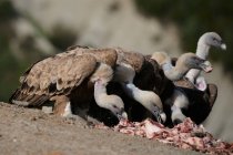 Avvoltoi grifoni predatori con piume marroni che mangiano carne fresca cruda nella giornata di sole in habitat naturale nei Pirenei — Foto stock