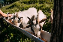 Desde arriba de tres cabras con pelaje esponjoso blanco y marrón comiendo juntos de metal alimentador de ganado lleno de forraje por los agricultores mano en día soleado - foto de stock