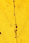 Gros plan de jaune vif mince feuille d'automne sèche avec des veines pour plein cadre fond abstrait — Photo de stock