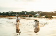 Cani attivi svegli che giocano insieme sul fiume contro la foresta con gli alberi nella giornata estiva in natura — Foto stock