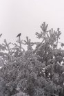 Pássaro preto sentado em cima de uma árvore de coníferas coberta de geada contra o céu nublado em florestas no dia de inverno no parque nacional da Espanha — Fotografia de Stock
