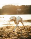 Симпатичная собака с белым мехом бегает по берегу рядом с рекой против берега с зеленым лесом в летний день на природе — стоковое фото