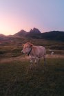 Manada de vacas pastando en prados verdes cerca de cresta montañosa áspera contra el cielo despejado en la naturaleza en el día de verano - foto de stock