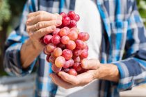 Безликий садовник в клетчатой рубашке демонстрирует свежий виноград, стоя в саду во время сбора урожая в солнечный день — стоковое фото