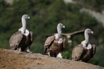 Rebanho de abutres de griffon predadores sentados em terreno acidentado em ambiente natural nos Pirinéus — Fotografia de Stock