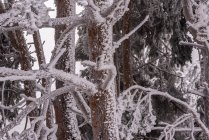 Vista panoramica dell'albero ricoperto di rami secchi ricurvi che crescono su terreni innevati in inverno — Foto stock
