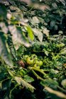 Nahaufnahme grüne Tomaten, die mit Regentropfen auf Zweigen von Pflanzen reifen, die auf einem landwirtschaftlichen Feld auf dem Land wachsen — Stockfoto