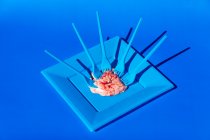 Куча розовых сырых мозгов подается на голубой тарелке с пластиковыми вилами на голубом фоне в светлой современной творческой студии — стоковое фото