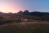 Mandria di mucche che pascolano su prato erboso verde vicino a cresta di montagna ruvida contro cielo nuvoloso in natura durante giorno estivo — Foto stock