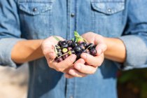 Coltiva anonimo uomo manciata di olive fresche raccolte nere e verdi in piedi in campagna durante la stagione della raccolta il giorno d'estate — Foto stock