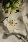 Vista superior do botão exuberante florescente de lírios brancos eustoma à luz do dia — Fotografia de Stock