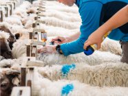Von oben von der Ernte unkenntlich männliche Tierarzt macht Injektion zu Flaum Schafe stehen im Gehege in Hof — Stockfoto