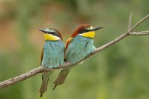 Pequenos comedores de abelhas com plumagem colorida sentados em galhos de árvores em habitat natural — Fotografia de Stock
