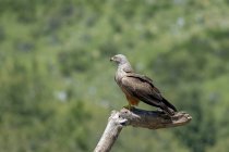 Vista lateral do raptor diurno Milvus milvus pássaro sentado no ramo da árvore em habitat natural — Fotografia de Stock