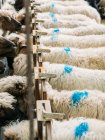 De cima de marcas coloridas azuis na lã de ovelhas que se alimentam na fazenda durante o dia — Fotografia de Stock