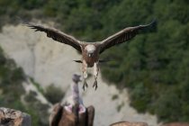 Abutre Griffon com plumagem marrom voando no ar no dia ensolarado em ambiente natural em Pirinéus — Fotografia de Stock