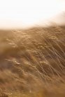 Paesaggio pittoresco di erba dorata secca che cresce sul campo nella giornata di sole in terreno montagnoso in Islanda — Foto stock