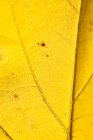 Крупный план ярко-желтого тонкого сухого осеннего листа с венами для полного абстрактного фона — стоковое фото