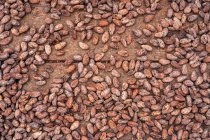 Vista dall'alto dei fagioli di cacao marrone grezzi posti sul tavolo di legno durante la stagione della raccolta sull'isola So Tom e Prncipe durante il giorno — Foto stock