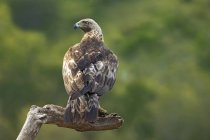 Single predatory Aquila chrysaetos bird of prey sitting on dry driftwood among plants in nature — Stock Photo