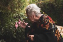Vista lateral da fêmea idosa em pé perto do arbusto florido de rosas rosa enquanto toca e cheira flores frescas no dia de verão — Fotografia de Stock