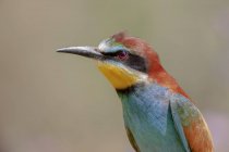 Small bee eater with colorful plumage sitting on tree branch in natural habitat — Stock Photo