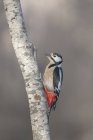 Seitenansicht des niedlichen Mittelspechtvogels mit rotem Kopf, der bei Tageslicht auf einem Baumstamm steht — Stockfoto