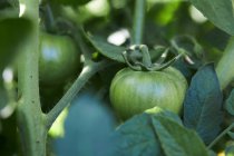 Closeup tomates verdes amadurecendo em ramos de plantas que crescem no campo agrícola no campo — Fotografia de Stock