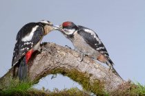 Adorable Dendrocopos major spotted birds cleaning each other while sitting on tree branch in green forest — Stock Photo