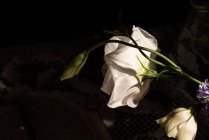 Delicate white blossoming lisianthus flower on green stem for room decor at sunlight — Stock Photo