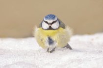 Ground level of cute fluffy Eurasian blue tit standing on snow on sunny winter day - foto de stock