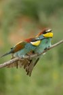 Small bee eaters with colorful plumage sitting on tree branch in natural habitat — Stock Photo