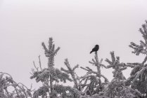 Schwarzer Vogel sitzt an einem Wintertag im Nationalpark von Spanien auf einem mit Raureif bedeckten Nadelbaum vor bedecktem Himmel — Stockfoto