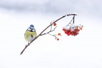 Cute Cyanistes caeruleus with blue and yellow plumage sitting on fragile twig of red berry tree fell on snowy ground on sunny winter day — стоковое фото