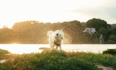 Cute fluffy dog with white fir and harness standing on grassy coast while shaking off the water against lush green trees on summer day in nature — Stock Photo