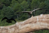 Vautour griffon au plumage brun volant dans l'air par temps ensoleillé en milieu naturel dans les Pyrénées — Photo de stock